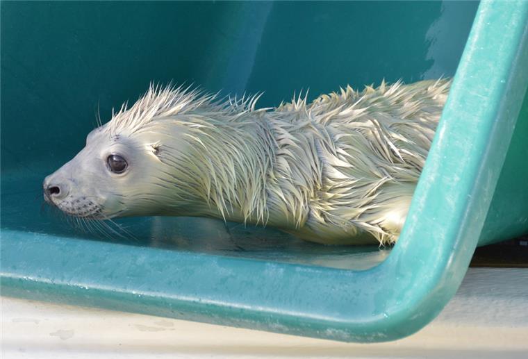 Ein Heuler liegt in einer Wanne