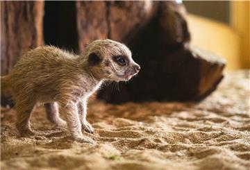 Die jungen Erdmännchen können durchs Fenster angeschaut werden. 