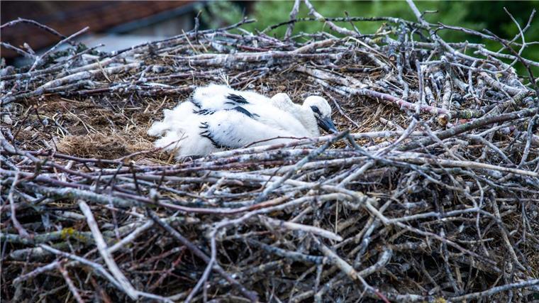 Die Jungtiere saßen nach Angaben der Feuerwehr in ihrem Nest fest, da die Storchenmutter sie nicht mehr versorgen konnte. (Symbolbild)