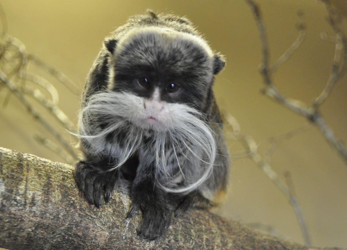 Zoo am Meer: Kaiserliche Äffchen ziehen nach Bremerhaven Die Kaiserschnurrbarttamarine ziehen in den Zoo am Meer in Bremerhaven.