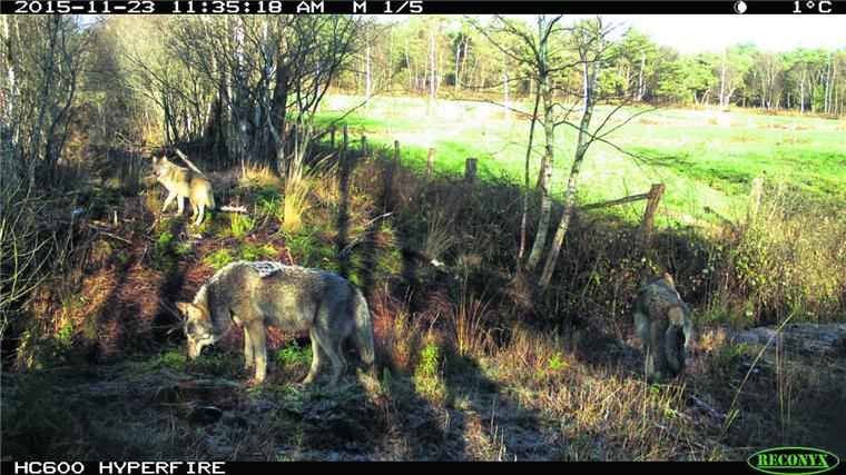 So lebt das Wolfsrudel im Cuxland Die Kameras des Wolfsberaters Olaf Kuball liefern beeindruckende Aufnahmen: Das Wolfsrudel ist hier im November 2015 an einer Lichtung im Cuxland zu sehen. Foto Olaf Kuball