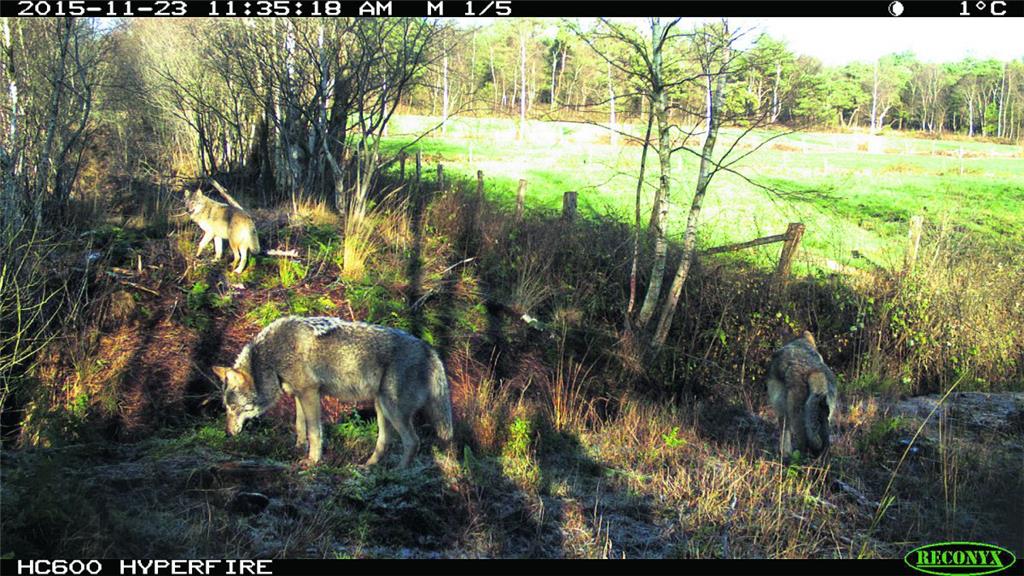 Die Kameras des Wolfsberaters Olaf Kuball liefern beeindruckende Aufnahmen: Das ...