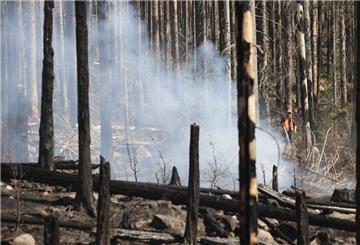 Verbranntes Holz liegt in den Wäldern im Harz