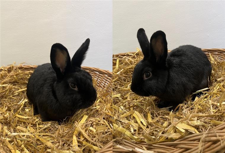 Zwei schwarze Kaninchen sitzen im Stroh