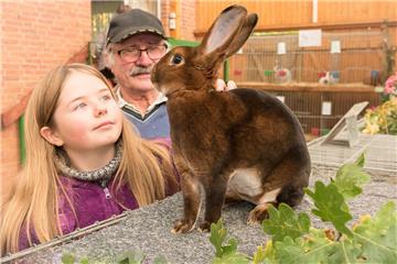 Die Kaninchen stehen bei den Kleintierzüchtern am Sonntag wieder im Mittelpunkt.