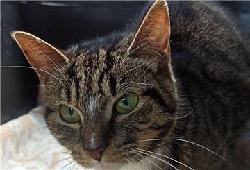 Die Katze Bijou ist verschmust und an Menschen gewöhnt. Nur mit anderen Artgenossen versteht sie sich nicht.