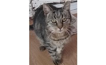 Die Katze Emma wurde in Sandstedt (Gemeinde Hagen) mit Schrot beschossen.