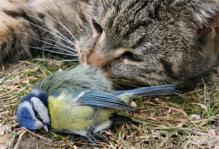 Katze und toter Wildvogel