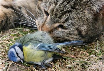 Katze und toter Wildvogel