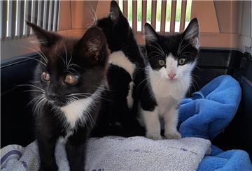 Die Katzenbabys konnten gerettet werden.