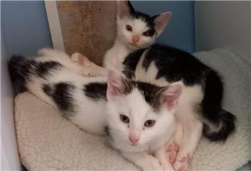 Die Katzenbabys Tom und Jerry suchen ein neues Zuhause.
