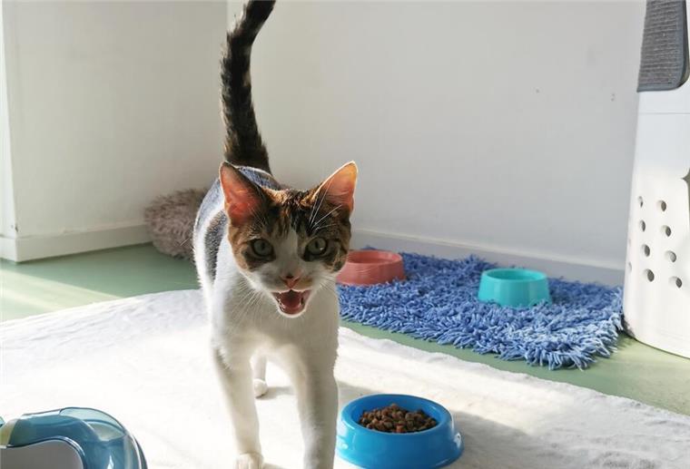 Katzendame Helga möchte endlich ein neues Zuhause finden Katze
