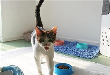 Katze