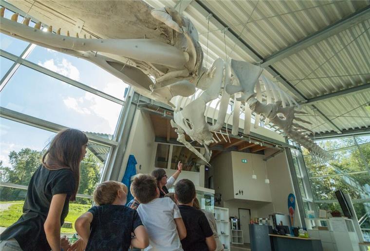 Die Kinder bestaunen das riesige Skelett eines Pottwals.