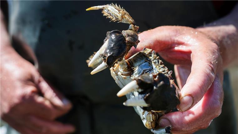 Fischer: Deutlich weniger Wollhandkrabben in der Elbe Die klassischen Wollhände, die der Krabbe auch ihnen Namen gegeben haben, haben erst die erwachsenen Tiere.