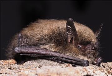 Die Kleine Bartfledermaus (Myotis mystacinus). Die Art kommt in Niedersachsen in vielen Regionen vor.