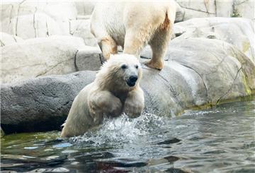 Die kleine Eisbärin hüpft neben ihrer Mutter ins Wasserbecken im Außengehege in Hamburgs Tierpark Hagenbeck.