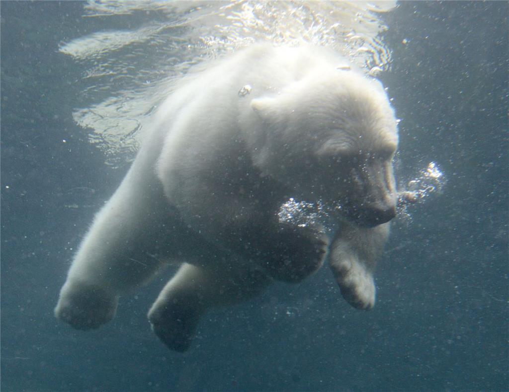 Die kleine Lale schon ganz groß. Foto: Zoo am Meer