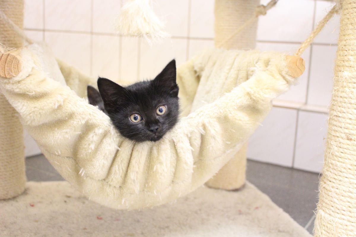 Tierheim Nordenham: Kleine Katzen sind heiß begehrt Die kleinen Katzen aus dem Tierheim Nordenham sind bereits alle in treue Hände versprochen.