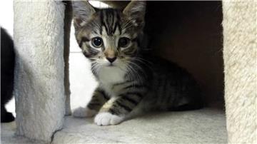Die kleinen Katzen sind bereits alle in treue Hände versprochen.