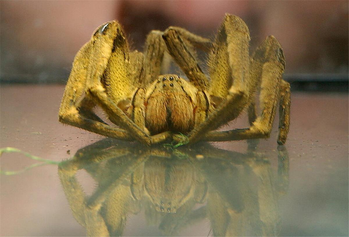 Bananenspinne in Supermarkt entdeckt – Veterinäramt ist im Einsatz Eine Studentin betrachtet im Zoologischen Institut der Universität München eine etwa 3 Zentimeter (Körpergröße) große Bananenspinne (Phoneutria nigriventer).