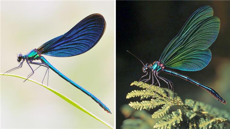 Warum KI-Bilder von Tieren problematisch sind Die Kombo zeigt links ein Foto einer Blauflügel Prachtlibelle, fotografiert von Sebastian Hennigs. Rechts ist ein KI-generiertes Motiv, das auch eine Blauflügel Prachtlibelle darstellen soll, KI-generiert von Matthias Neumann. Das KI-Bild rechts ist fehlerhaft. Insekten haben beispielsweise nur sechs Beine.