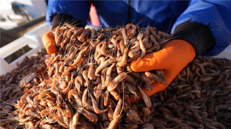 Unerwartet reiche Fänge – Krabben bald günstiger? Die Krabbenfischer sind erleichtert, dass sie wieder mehr Krabben fangen. (Archivfoto)