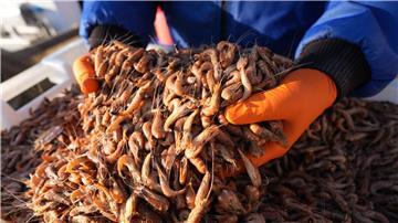 Die Krabbenfischer sind erleichtert, dass sie wieder mehr Krabben fangen. (Archivfoto)