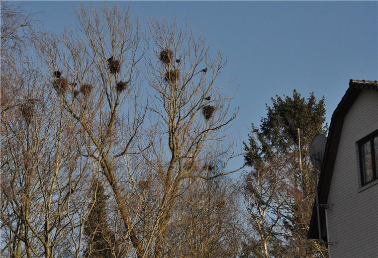 Der Siegeszug der Krähen in Nordenham Die Krähen brüten zum Teil in unmittelbarer Nähe von Wohnhäusern wie hier an der Ilsestraße.