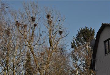 Die Krähen brüten zum Teil in unmittelbarer Nähe von Wohnhäusern wie hier an der Ilsestraße.