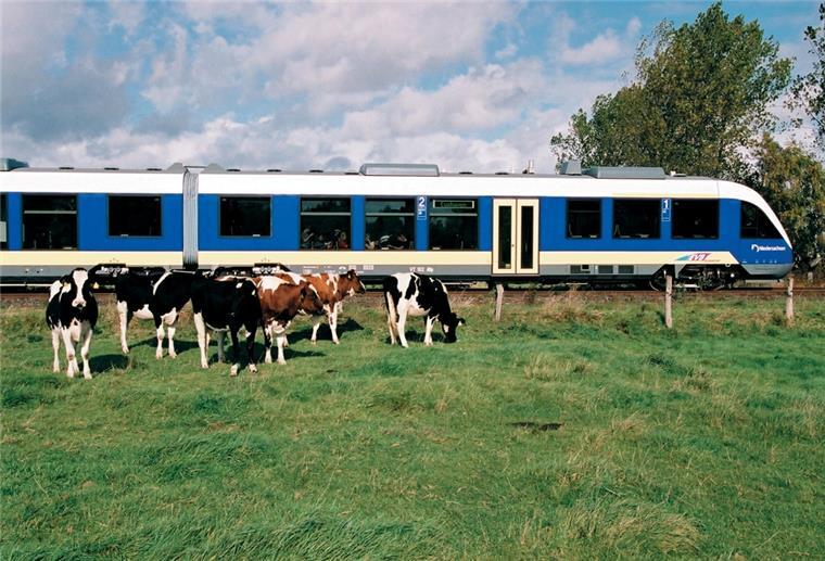 Kühe stehen auf einer Weide. Dahinter fährt ein Zug vorbei.