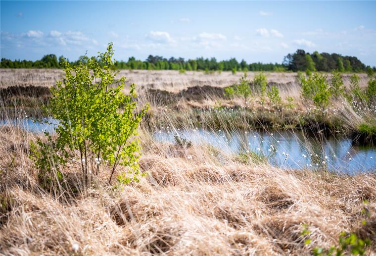Das Cuxland wird zur Moor-Region Das Ahlenmoor bei Wanna