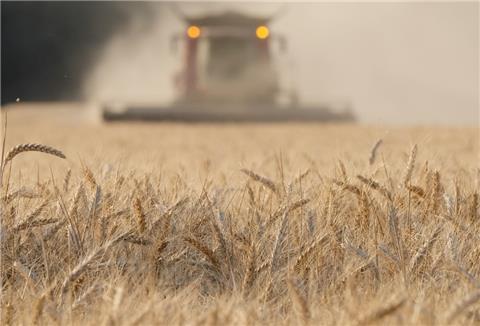 Ein Mähdrescher erntet ein Roggenfeld
