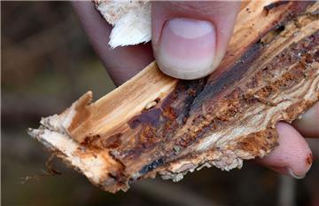 Die Larve des Borkenkäfers in der Rinde – hier nimmt das Unheil seinen Lauf. Im Großen Holz finden die Schädlinge viel Nahrung.