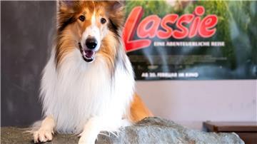 Die Lassie-Geschichten sind heute noch beliebt. (Archivbild) 