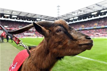 Die Leher TS meldet "ausverkauft", für das DFB-Pokal-Spiel gegen den 1. FC Köln. Ob da überhaupt noch Platz für Köln-Maskottchen Hennes VIII. ist?