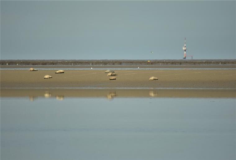 Seehunde, Liegeplätze, Wattenmeer, Butjadingen