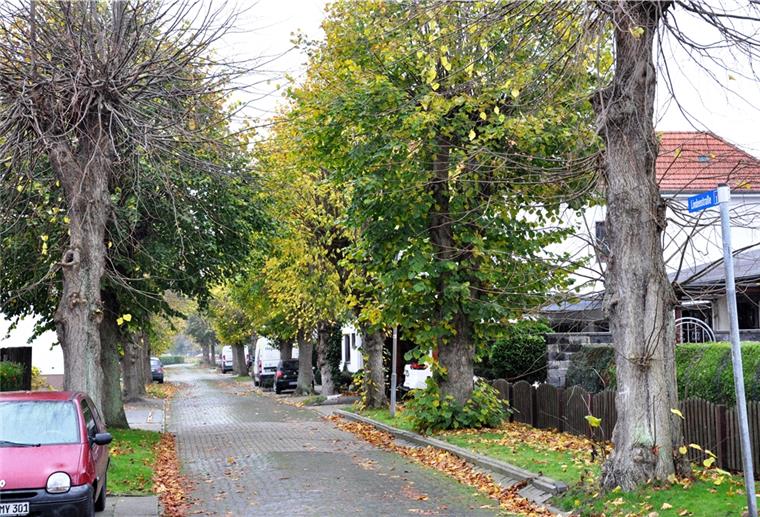 Die Lindenstraße in Einswarden ist eine Lindenallee. Der Umweltausschuss des Stadtrates hat jetzt beschlossen, diese Allee ins Baumkataster der Stadt aufzunehmen und damit zu schützen.