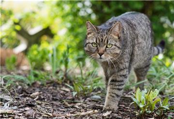 Die Liste der vermissten Katzen ist lang.