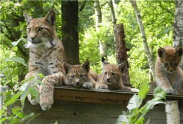 Die Luchse haben im Beverstedter Tierpark einen kleinen Ausflug gemacht.