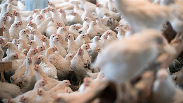 Die Massentierhaltung von Geflügel ist laut der Tierschutzbeauftragten ebenfalls ein Problem. (Symbolbild)