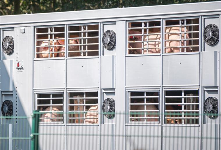Ein Schweinetransporter mit Schweinen fährt auf das Gelände eines Schlachtbetriebes.