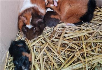 Die Meerschweinchen kauerten im Karton auf einer Strohunterlage.