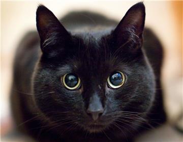 Die Meinungen zur Katzensteuer sind gespalten.