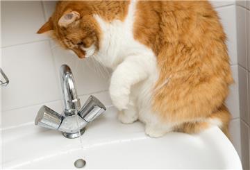Katze sitzt auf dem Rand vom Waschbecken