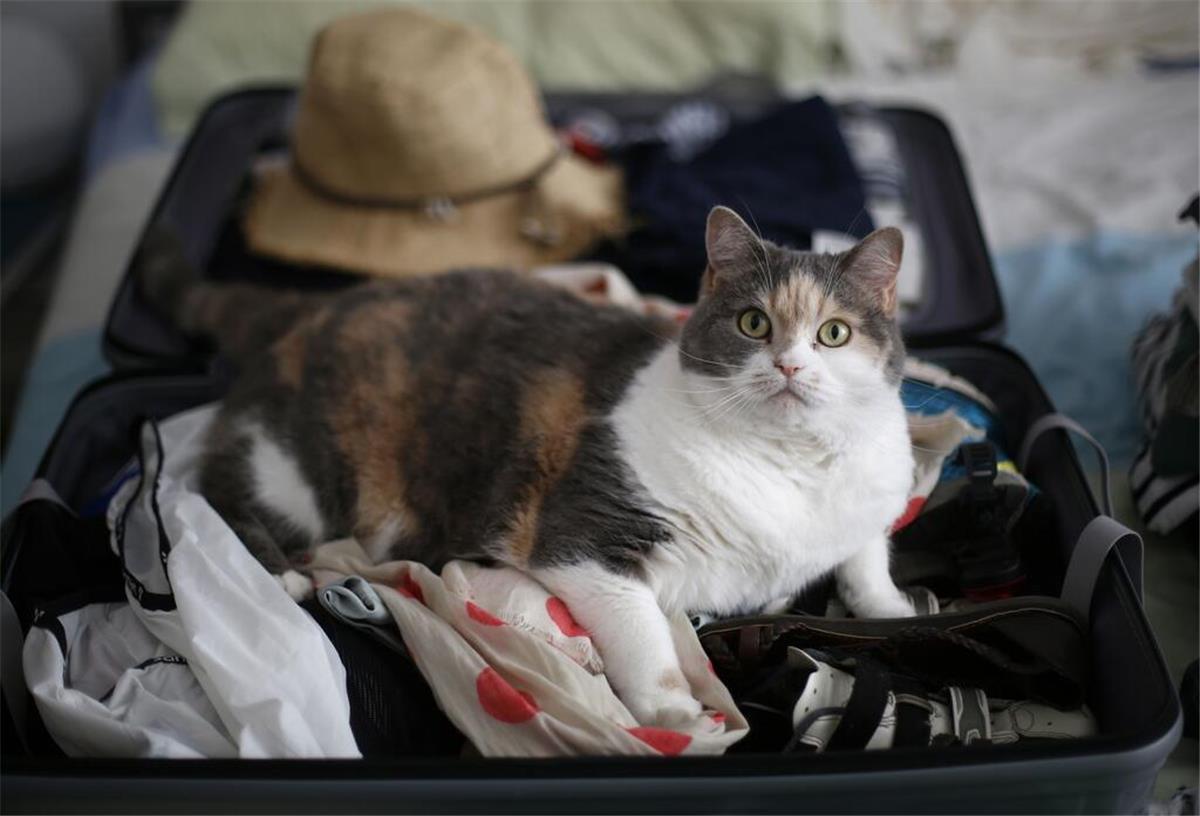 Katzen im Urlaub: Mitnehmen oder besser zu Hause lassen? ARCHIV - Zum Themendienst-Bericht vom 22. Juni 2018: Mit Katze in den Urlaub? Keine gute Idee. Die meisten Katzen kommen mit Veränderungen nicht gut zurecht, ein Aufenthalt in der Tierpension ist deshalb besser für sie. (Archivbild vom 24.07.2015/Nur zur redaktionellen Verwendung durch Themendienst-Bezieher.) Foto: Ina Fassbender/dpa-tmn - Honorarfrei nur für Bezieher des dpa-Themendienstes +++ dpa-Themendienst +++ | Verwendung weltweit