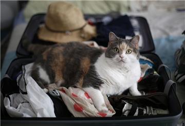 ARCHIV - Zum Themendienst-Bericht vom 22. Juni 2018: Mit Katze in den Urlaub? Keine gute Idee. Die meisten Katzen kommen mit Veränderungen nicht gut zurecht, ein Aufenthalt in der Tierpension ist deshalb besser für sie. (Archivbild vom 24.07.2015/Nur zur redaktionellen Verwendung durch Themendienst-Bezieher.) Foto: Ina Fassbender/dpa-tmn - Honorarfrei nur für Bezieher des dpa-Themendienstes +++ dpa-Themendienst +++ | Verwendung weltweit