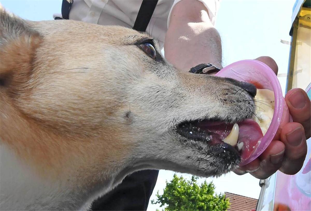 Hund schleckt Eis