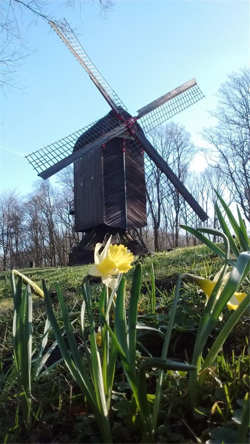 Die Mühle im Speckenbütteler Park ist von Blüten umsäumt. Foto: Kaiser