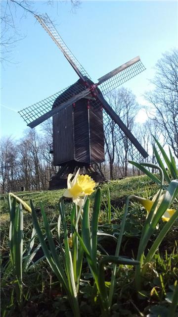 Die Mühle im Speckenbütteler Park ist von Blüten umsäumt. Foto: Kaiser